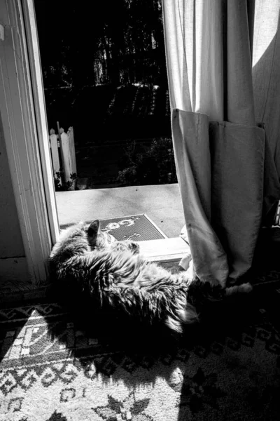 Kapının Ortasında Uyuyan Kedi