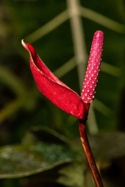 Şarbonlu Çiçek Spesiyali Var Pembe Aristokrat — Stok fotoğraf