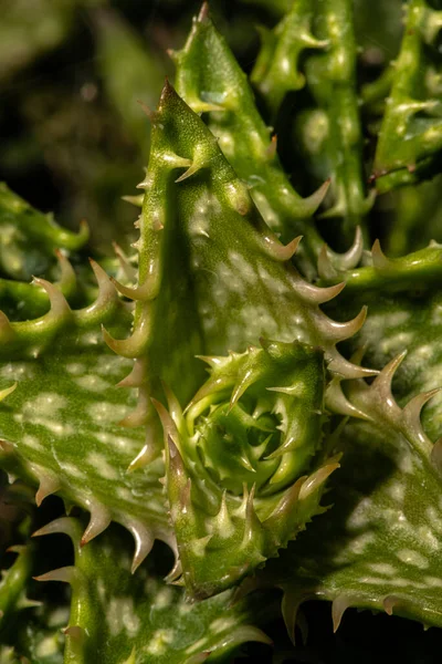 Листя Щебеню Або Алое Мітре Aloe Perfoliata — стокове фото