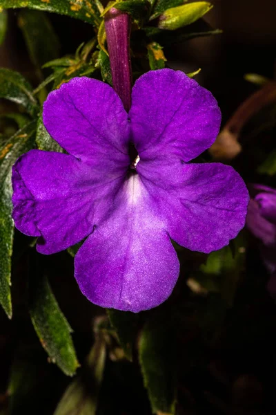 已实现的魔法花 已实现的花 — 图库照片