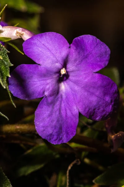 Achimenes Magiska Blomma Achimenes Caetano — Stockfoto