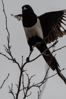 Magpie (Pica pica) Uçmaya Başlıyor