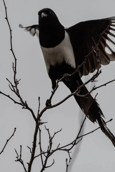 Magpie Pica Pica Uçmaya Başlıyor — Stok fotoğraf