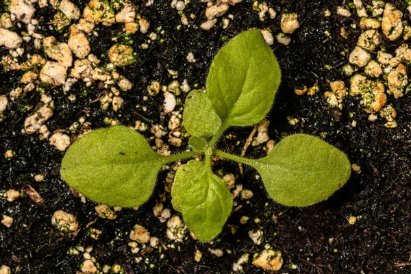 Genç Tütün Bitkisi (Nicotiana benthamiana)