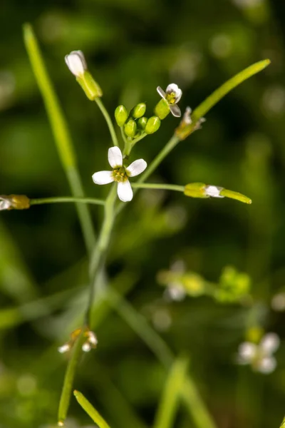 Květy Řeřicha Setá Arabidopsis Thaliana — Stock fotografie