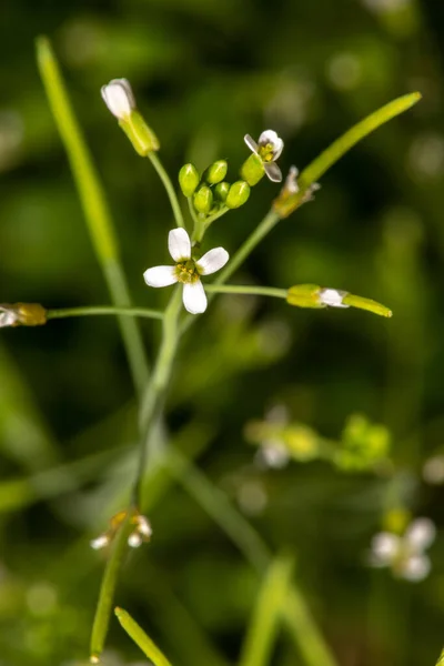 Thale Cress Çiçekleri (Arabidopsis thaliana)