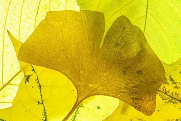 Hoja Ginkgo Otoño Sobre Hojas Cerezo Arce — Foto de Stock