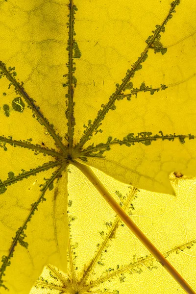 Senescent Maple Acer Spec Leaves — Stock Photo, Image