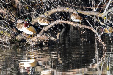 Wood veya Carolina Ducks (Aix sponsa)