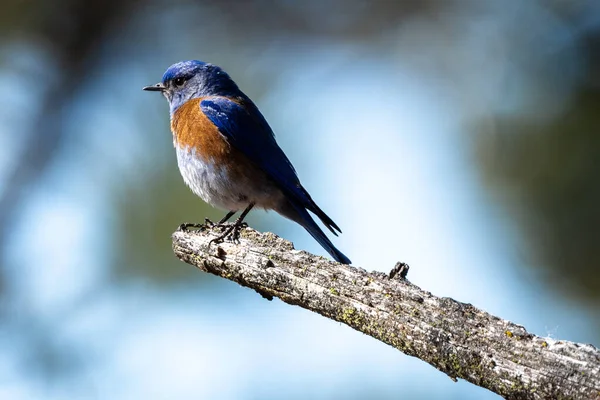 Pájaro Azul Del Oeste Sialia Mexicana — Foto de Stock