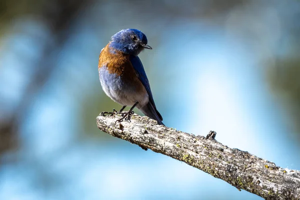 Tüneyen Batı Bluebird (Sialia mexicana)