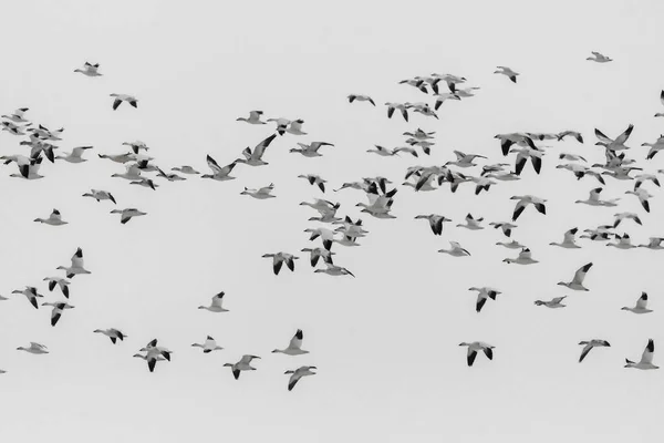 Σμήνος Του Μεταναστευτικού Snow Geese Anser Caerulescens — Φωτογραφία Αρχείου