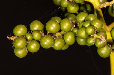 Bush veya Cüce Palmetto Meyveleri (Sabal minor)