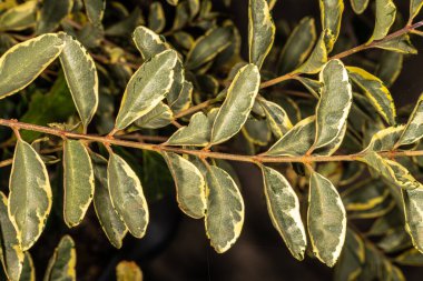 Çeşitli Çinli Rahipler (Ligustrum sinensis 'Variegata'), Yapraklar