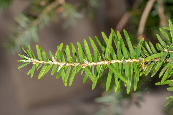 Folhas Western Hemlock Western Hemlock Spruce Tsuga Heterophylla — Fotografia de Stock