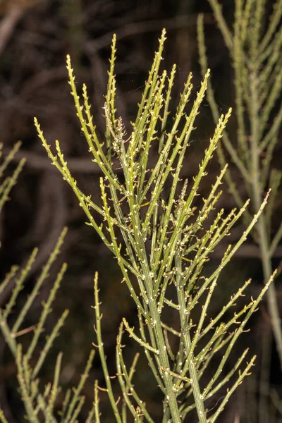 Salsola Bush Kasvin Lehdet Salsola Genistoides — kuvapankkivalokuva