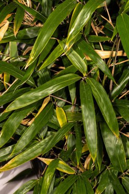 Rüzgar Kırığı Bambu (Bashania fargesii)