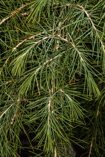 Cedro Himalaia Deodar Cedrus Deodara Folhas — Fotografia de Stock