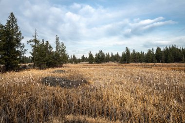 Reed ve Bataklık Manzarası, Turnbull Ulusal Vahşi Yaşam Sığınağı, WA