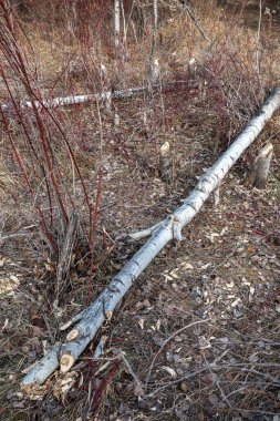 Kuzey Amerika Kunduzları (Castor canadensis) iş yerinde, Turnbull Ulusal Vahşi Yaşam Sığınağı, WA