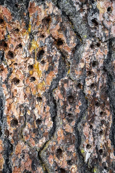 Perforated Bark Dead Douglas Pine Tree Turnbull National Wildlife Refuge — стоковое фото