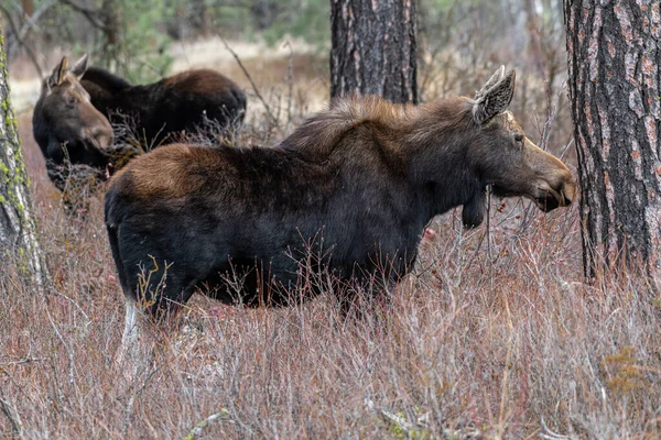 Loose Alces Alces Turnbull National Wildlife Refuge — стоковое фото