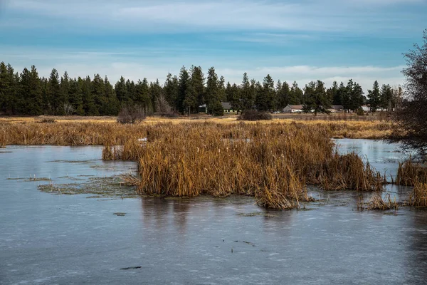 Reed Marsh Paisagem Frente Centro Visitantes Turnbull National Wildlife Refuge — Fotografia de Stock