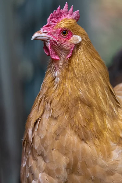 Buff Orpington Chicken Hen Gallus Gallus Domesticus — Stock Photo, Image