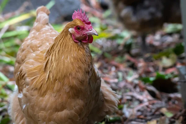 Gallina Pollo Buff Orpington Gallus Gallus Domesticus —  Fotos de Stock