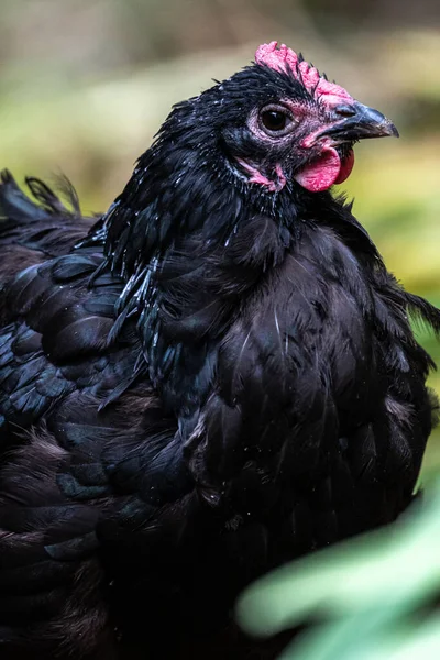 Black Australorp House Chicken Gallus Gallus Domesticus — Stock Photo, Image