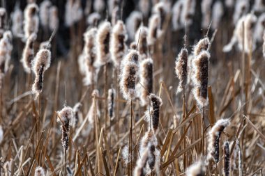 Broadleaf Cattail (Typha latifolia), Turnbull National Wildlife Refuge, WA