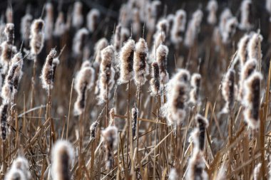Broadleaf Cattail (Typha latifolia), Turnbull National Wildlife Refuge, WA