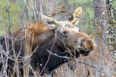 Geyik (Alces alces) Turnbull, Ulusal Vahşi Yaşam Sığınağı, WA