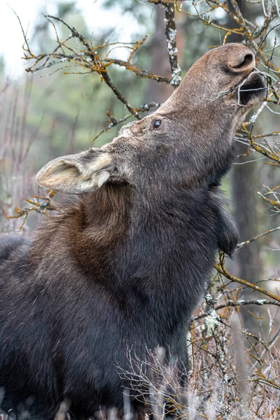 Orignal Alces Alces Turnbull Réserve Nationale Faune — Photo