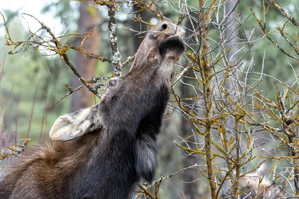 Loose Alces Alces Turnbull National Wildlife Refuge — стоковое фото