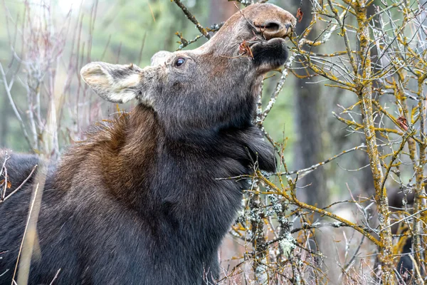 Moose Alces Alces Turnbull National Wildlife Refuge — Foto de Stock