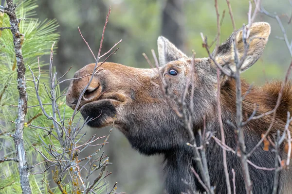 Moose Alces Alces Turnbull National Wildlife Refuge — Stock Photo, Image