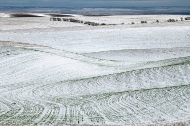 Baharın Başındaki Tarlalar, WA
