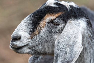 Süt Keçisi Portresi (Capra aegagrus hircus)