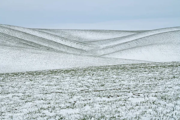 Campi All Inizio Della Primavera — Foto Stock