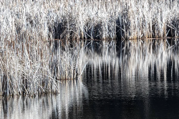 Reflexed Water Turnbull National Wildlife Refuge — стоковое фото
