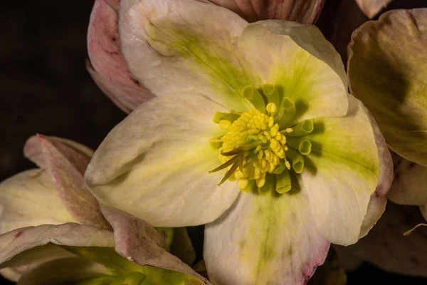 Рождественская Роза Черная Хелура Helleborus Niger — стоковое фото