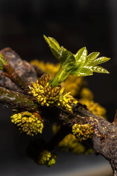 Floración Oregon Ash Fraxinus Latifolia — Foto de Stock