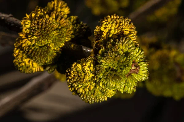 Floração Oregon Ash Fraxinus Latifolia — Fotografia de Stock