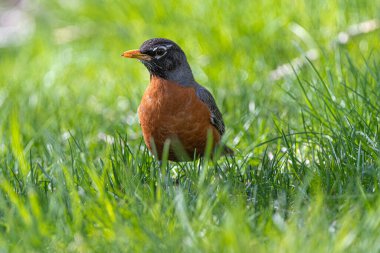 Erkek Amerikalı Robin (Turdus göçmeni)