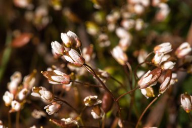 Flowering Spring Draba or Spring Whitlow-Grass (Draba verna)