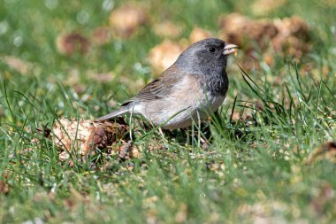 Dark Eyed Junco (Junco hyemalis))