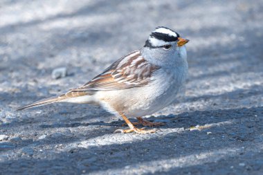 Beyaz Taç Serçesi (Zonotrichia leucophrys)