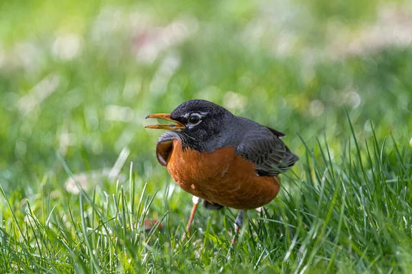 Pettirosso Americano Maschio Turdus Migratorius — Foto Stock