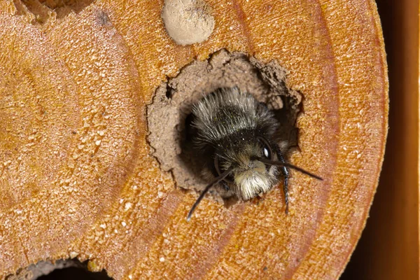 Fiatal Mason Bee Tavasszal Bukkan Fel Lyukból — Stock Fotó
